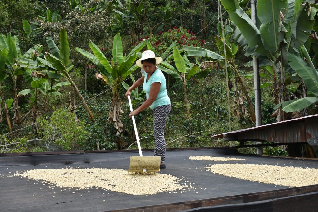 Secado de Café